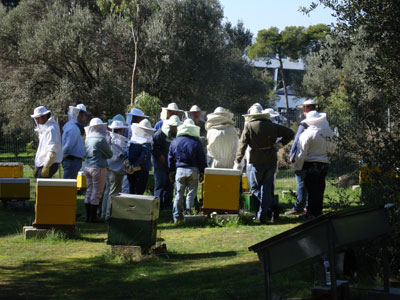 Απαγορεύεται ο ψεκασμός των εσπεριδοειδών