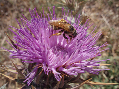 Πεθαίνουν από τα φυτοφάρμακα