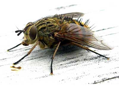 Φονική μύγα σκοτώνει αμνοερίφια