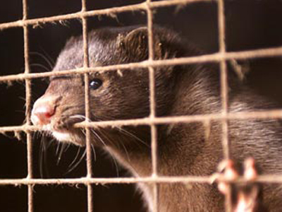 Τι λένε εκείνοι που απελευθέρωσαν τα μινκ