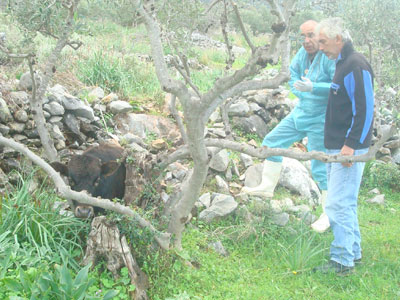 Διέσωσαν τραυματισμένο μοσχάρι από τα τσακάλια