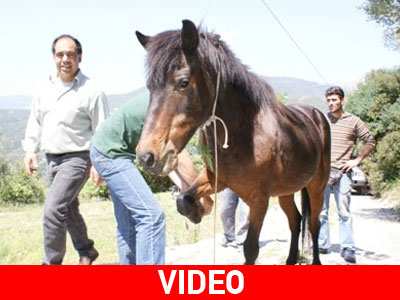 Περιποιήθηκαν τα ιπποειδή της Λευκάδας