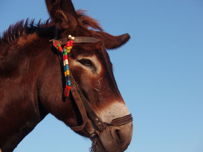 Το “βαποράκι” ήταν μουλάρι