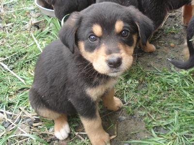 Δίνουν τα πανέμορφα κουτάβια