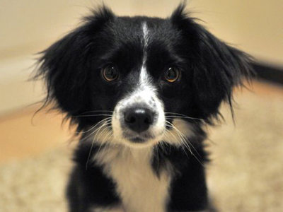 Απευθυνθείτε στην Αστυνομία για το καλό των ζώων…