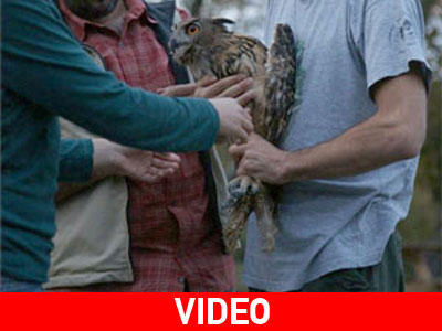 Απελευθέρωσαν μπούφο