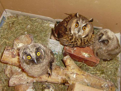 Συναντήθηκε ο νεοσσός νανόμπουφος με τη μαμά του;