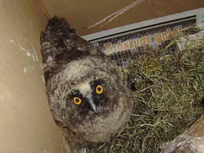 Νεοσσός νανόμπουφος έφθασε στην ΑΝΙΜΑ