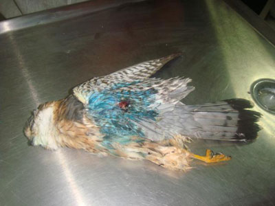 Πυροβόλησε σπάνιο νανογέρακο