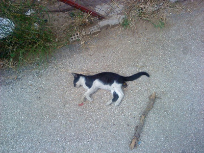 Το σκότωσαν στο ξύλο