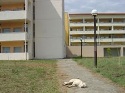 «Βροχή» οι φόλες στα Γιάννενα