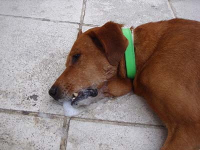 Δηλητηρίασαν τα σκυλιά της Πεντέλης