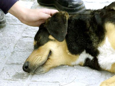 Έριξαν φόλες, «θέρισαν» τ’ αδέσποτα