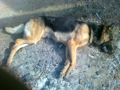 Συνεχίζουν να δηλητηριάζουν σκυλιά στην Κομοτηνή!