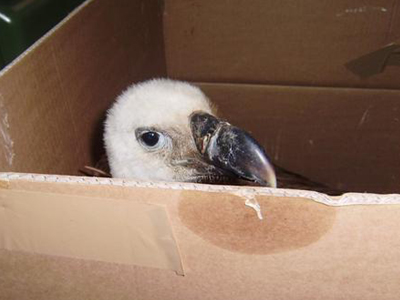 Το άπειρο όρνιο στα χέρια της ΑΝΙΜΑ