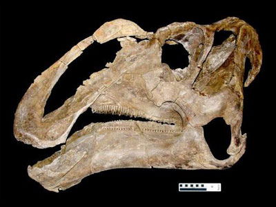 Απολιθωμένα οστά προβοσκιδωτών στην Χίο