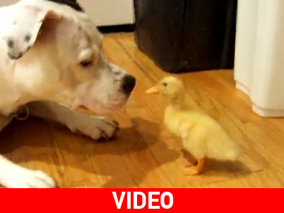 Ο σκύλος κάνει την πάπια!