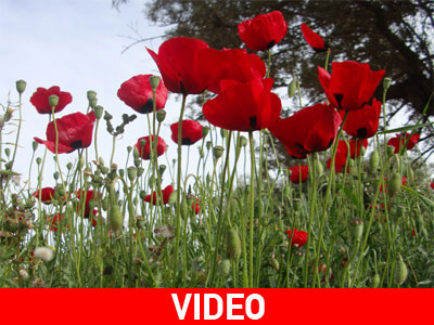 Οι μαθητές φύτεψαν λουλούδια