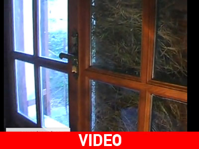 Το πουλί τους “έχτισε” το παράθυρο