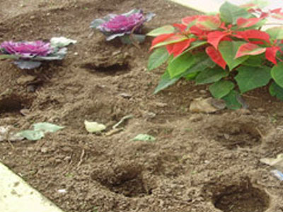 Μην κλέβετε τα λαχανάκια, είναι διακοσμητικά!