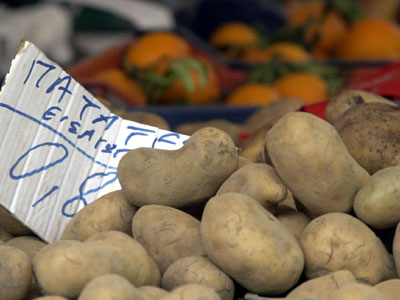 Μεγάλες καταστροφές στις πατατοκαλλιέργειες