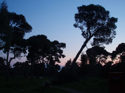 Εξαπλώνεται η αρρώστια στα πεύκα