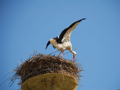 Μπλακ άουτ προκάλεσε πελαργός στον Αλμυρό Βόλου