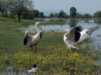 Το χρονικό της καταστροφής του Ε.Κ.Π.Α.Ζ. στην Αίγινα