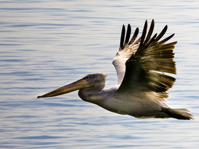 Αντιδρούν για την εκτός σχεδίου δόμηση στις Προστατευόμενες Περιοχές