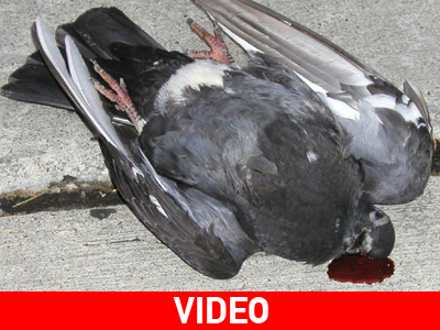 «Βροχή» πέφτουν οι φόλες στη Λευκάδα