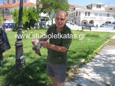 Εκατοντάδες περιστέρια νεκρά στη Λευκάδα