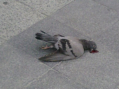 Δηλητηρίασαν δεκάδες περιστέρια στην πλατεία Κοτζιά