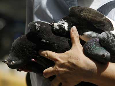 Δηλητηρίασαν περιστέρια και σπουργίτια