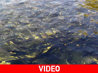 Έκανε το σιντριβάνι ιχθυοτροφείο