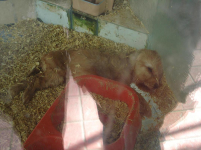 Καταγγελία: Ιδιοκτήτης Pet Shop πνίγει κουτάβι σε κοινή θέα