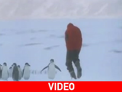 Πιγκουίνος δεινός παίχτης…