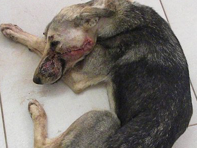 Κι άλλο αποτρόπαιο έγκλημα στην Ελούντα της Κρήτης