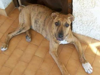 Έχασαν τον σκύλο τους στην Ξάνθη