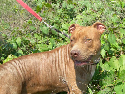 Κυνομαχίες στη Ρόδο