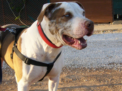 Χαρίζεται ο χαρισματικός πιτμπουλάκος