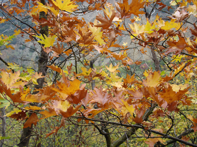 Εξέτασαν τα πλατάνια στον Σπερχειό