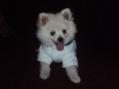 «Θέλω να υιοθετήσω σκύλο Πομεράνιαν»