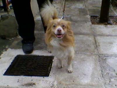 O Τσάπι ψάχνει σπιτικό