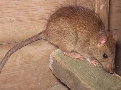 Δηλητηρίασαν τις κουκουβάγιες και τους «έπνιξαν» τα ποντίκια