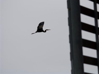 Ζητούν ορούς, σύριγγες και γάζες για τα τραυματισμένα πουλιά