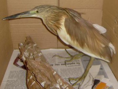 Κρεμάστηκε από το σχοινί χαρταετού