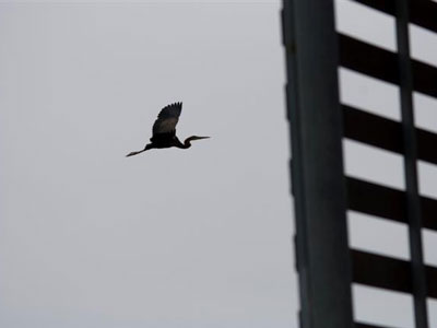 Απελευθέρωσαν πουλιά