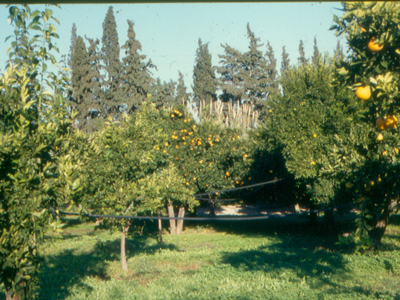 «Κληρονόμος» 20 σκυλιών ζητεί τη βοήθειά σας