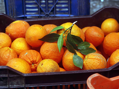 Δουλεμπόριο μέσα στα πορτοκάλια