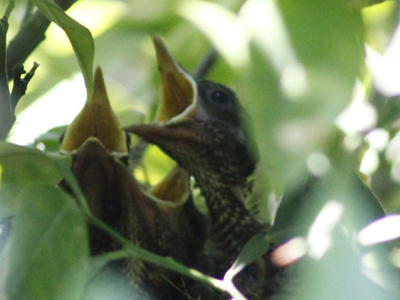 Για την ενίσχυση της «ΑΛΚΥΟΝΗΣ»